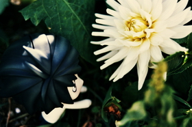 Photo 016